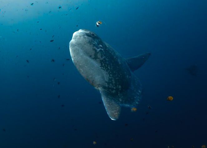 dive with mola in Penida