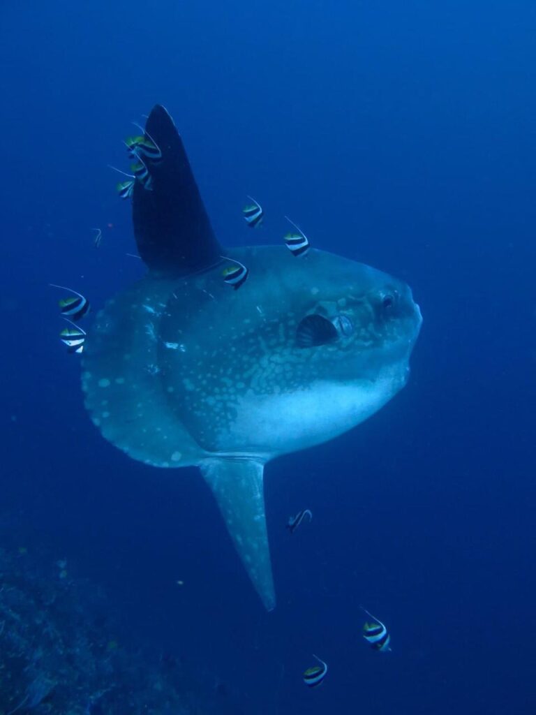 dive with mola cleaning